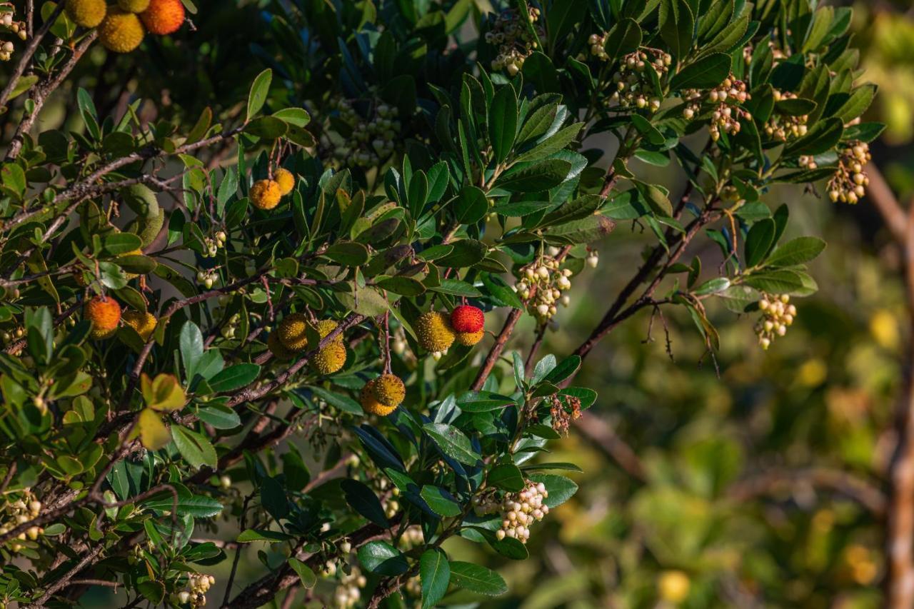 Penzion Casa Flor De Sal Moncarapacho Exteriér fotografie